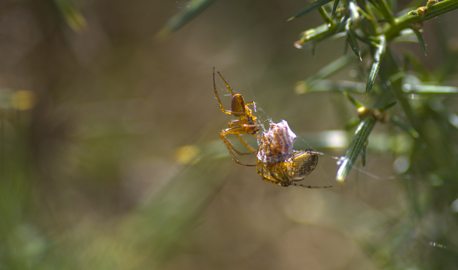 Lynx spider capturing prey on its web in a natural setting.