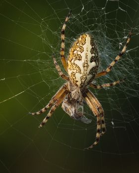 Macro shot of a spider on its web with morning dew, backlit by sunrise, capturing intricate details and predator behavior.