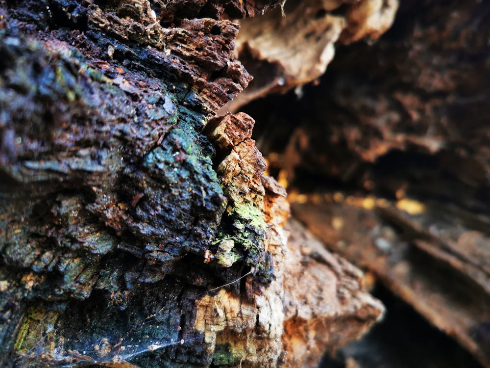 大腦的神聖藍圖:為何演化無法解釋人類智力的精密設計? 大腦的神聖藍圖:為何演化無法解釋人類智力的精密設計?