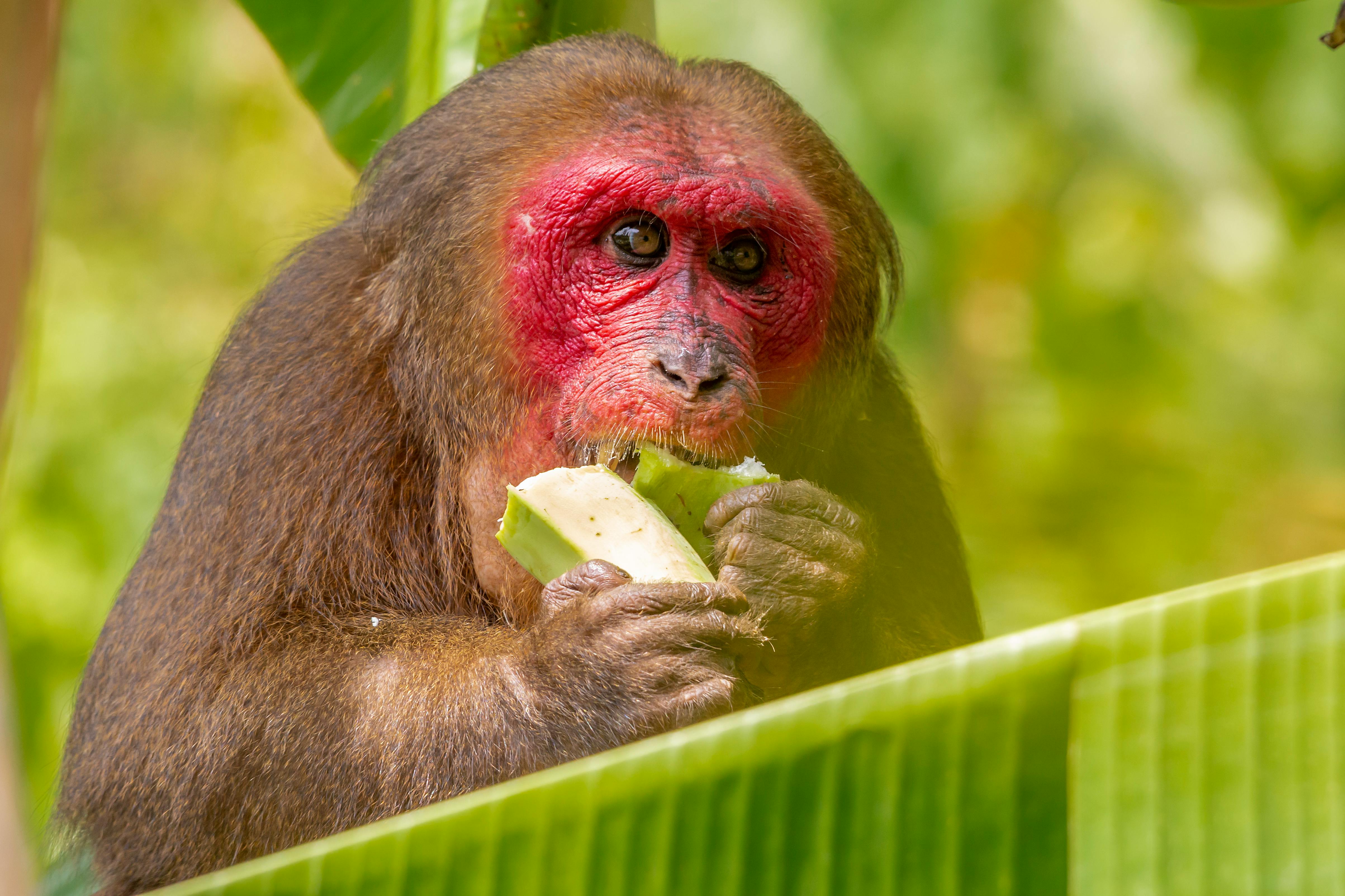 brown monkey eating green vegetable