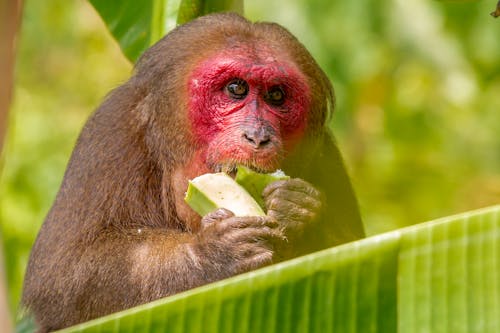 棕色的猴子吃綠色蔬菜