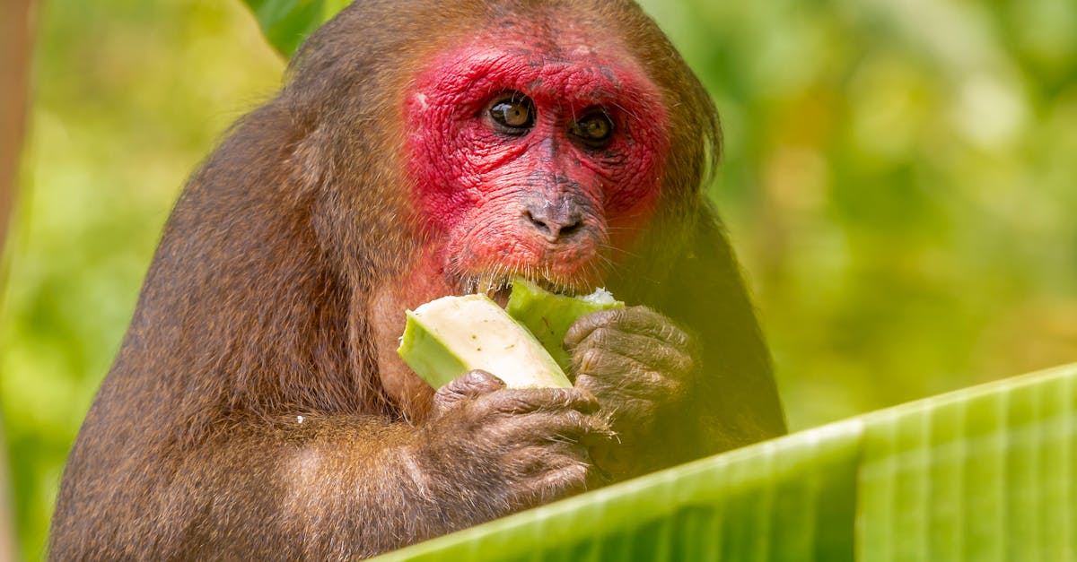 How do monkeys know how to peel a banana