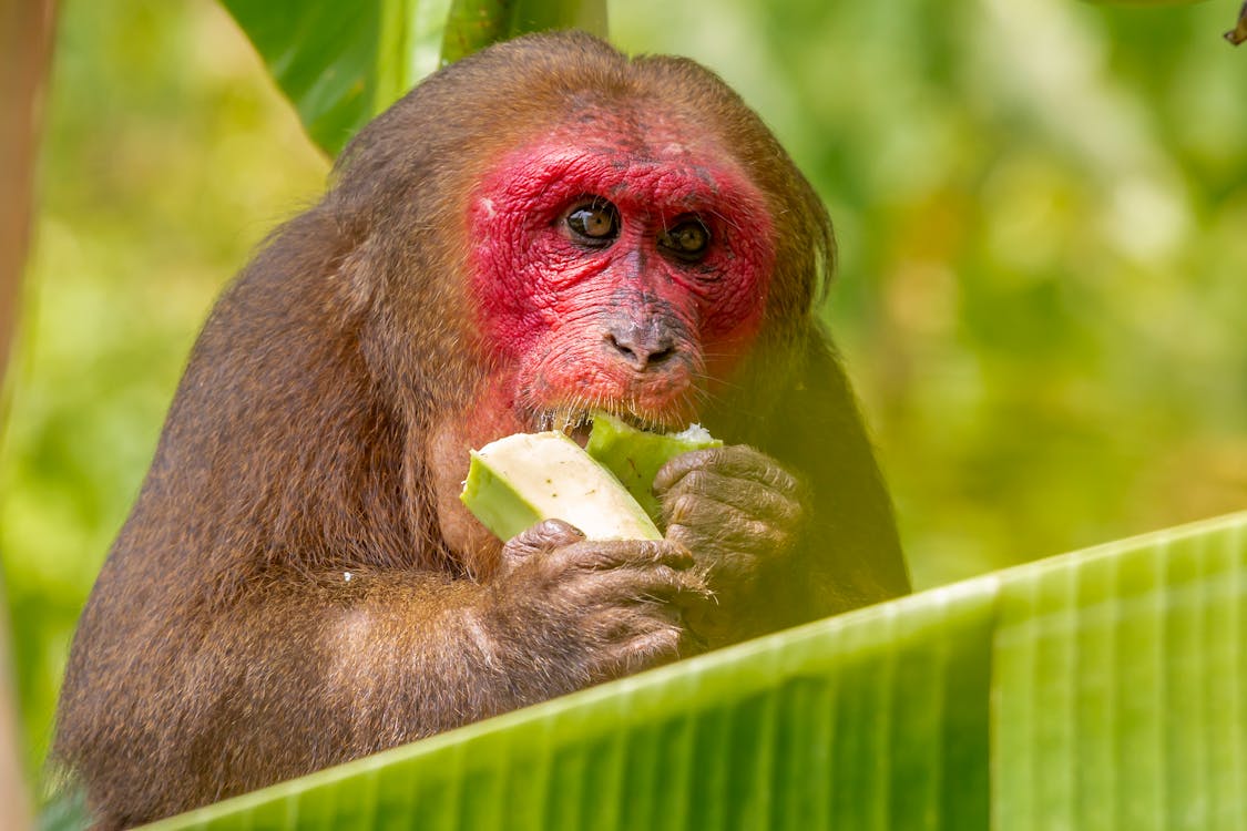 Scimmia Di Brown Che Mangia Verdura Verde