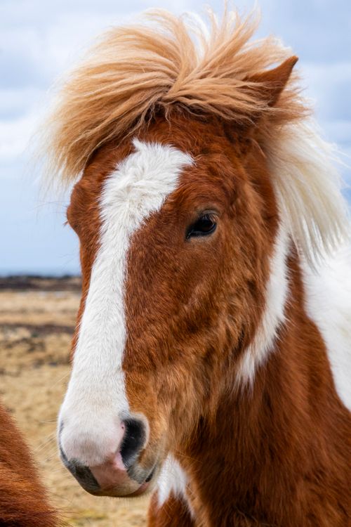 Free Close-up of an Icelandic horse with scenic backdrop, capturing its unique beauty. Stock Photo