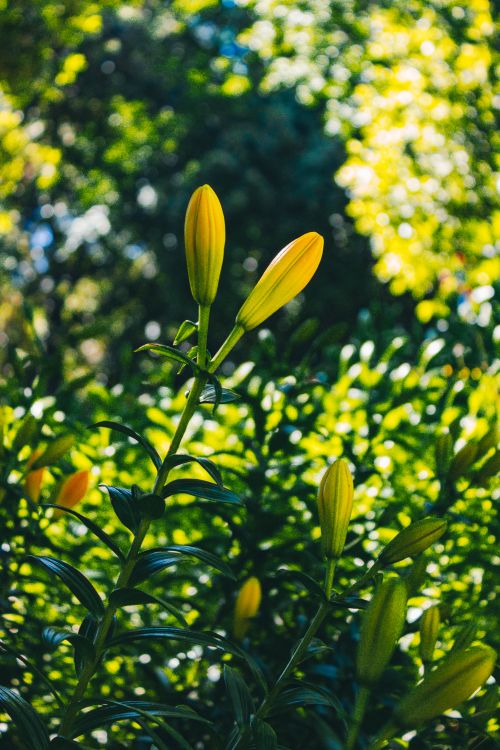 Free Vibrant yellow lily buds among lush green foliage, lit by sunlight in a quiet garden setting. Stock Photo