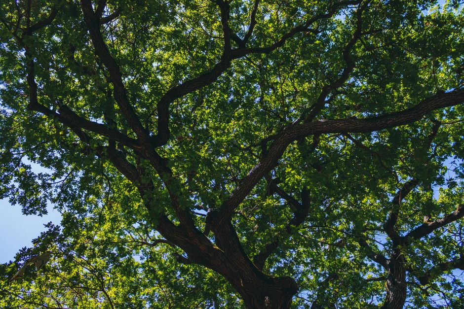 Large oak tree with full canopy providing shade over residential property