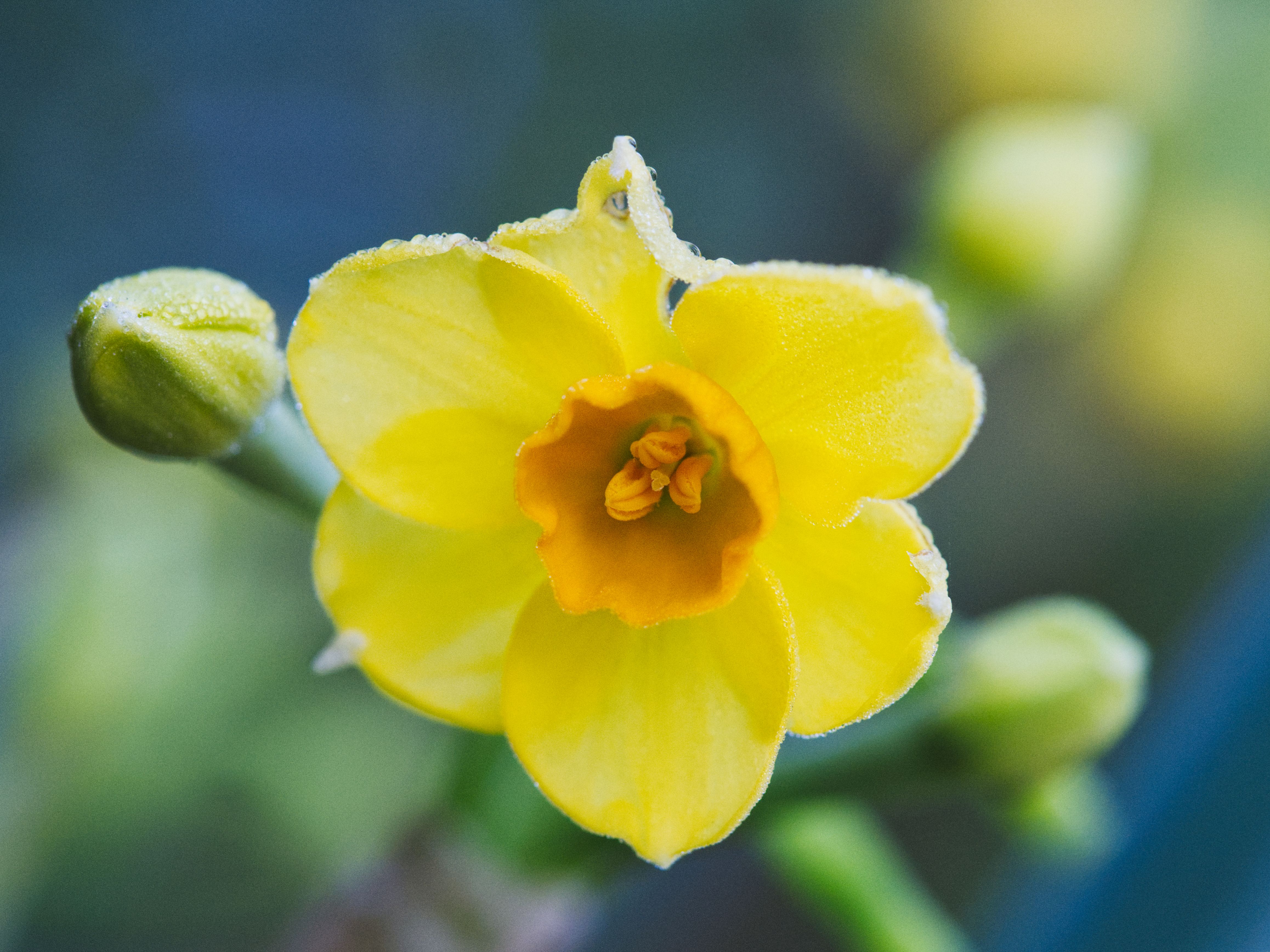 Narcisse : Guide Plantation et Entretien Complet