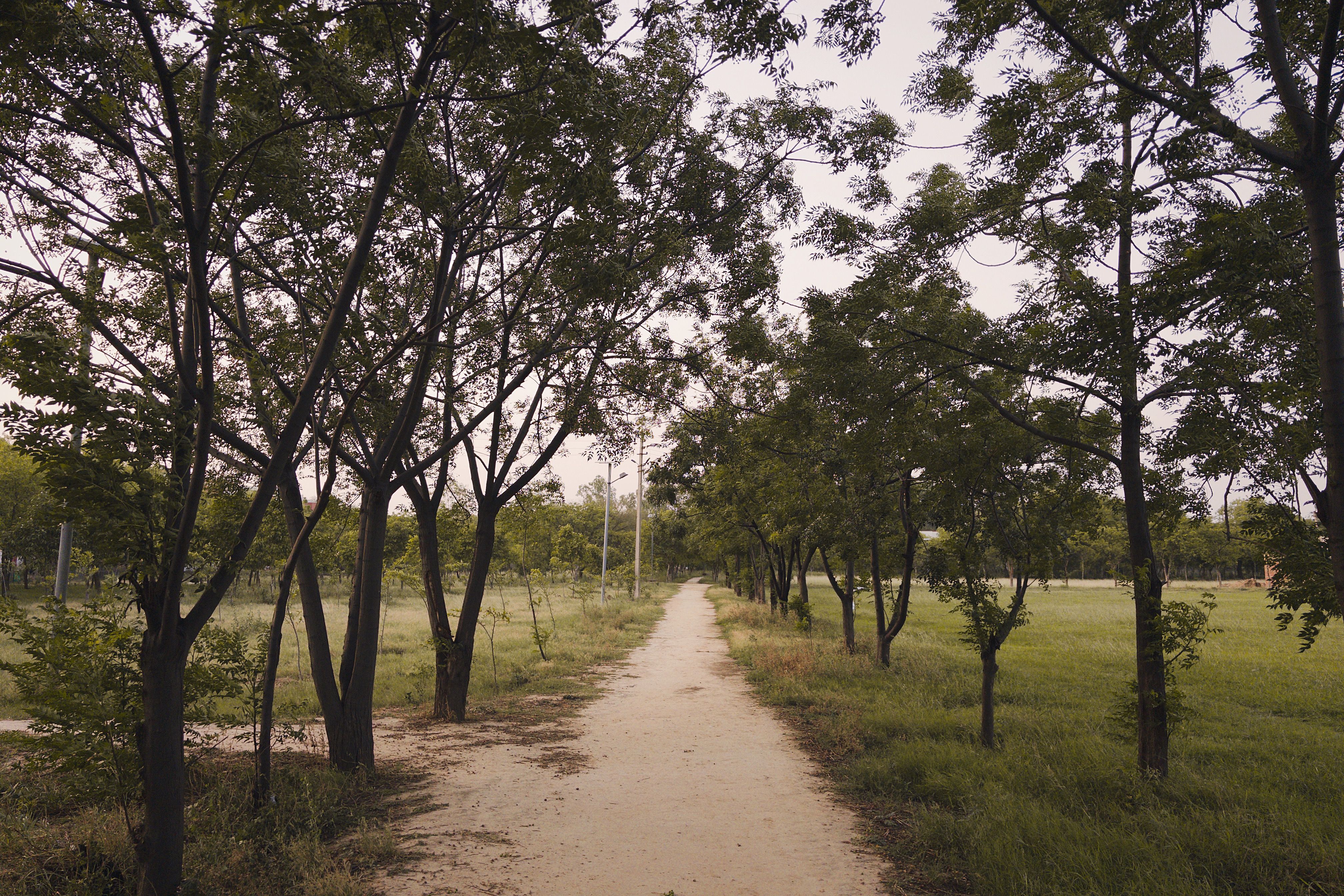 Sector 15 morning park loop