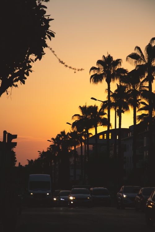 Free Stunning sunset view of a palm tree lined street in Alanya, Antalya, Türkiye. Stock Photo