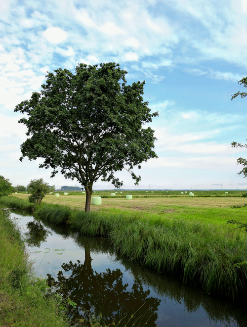 Free A tranquil scene of a lush green tree reflected in a calm canal under a blue sky. Stock Photo