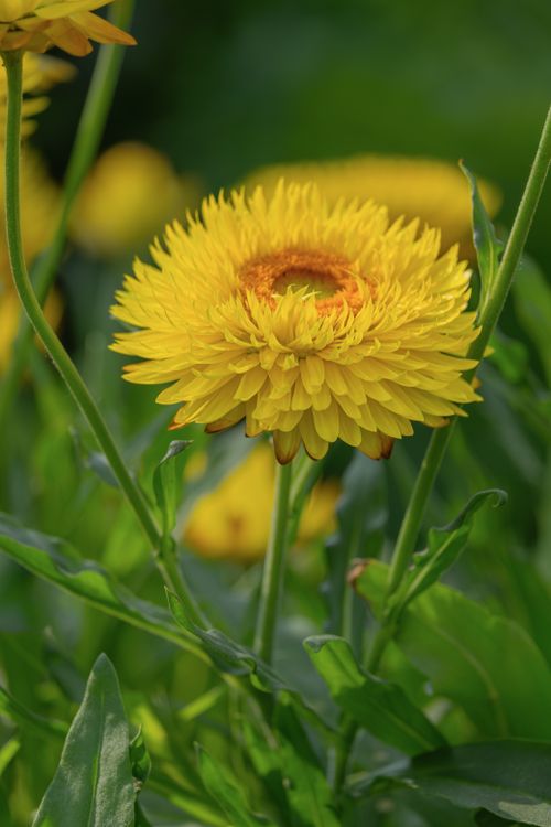 Free Close-up of a vibrant yellow marigold blooming among green foliage in a garden setting. Stock Photo