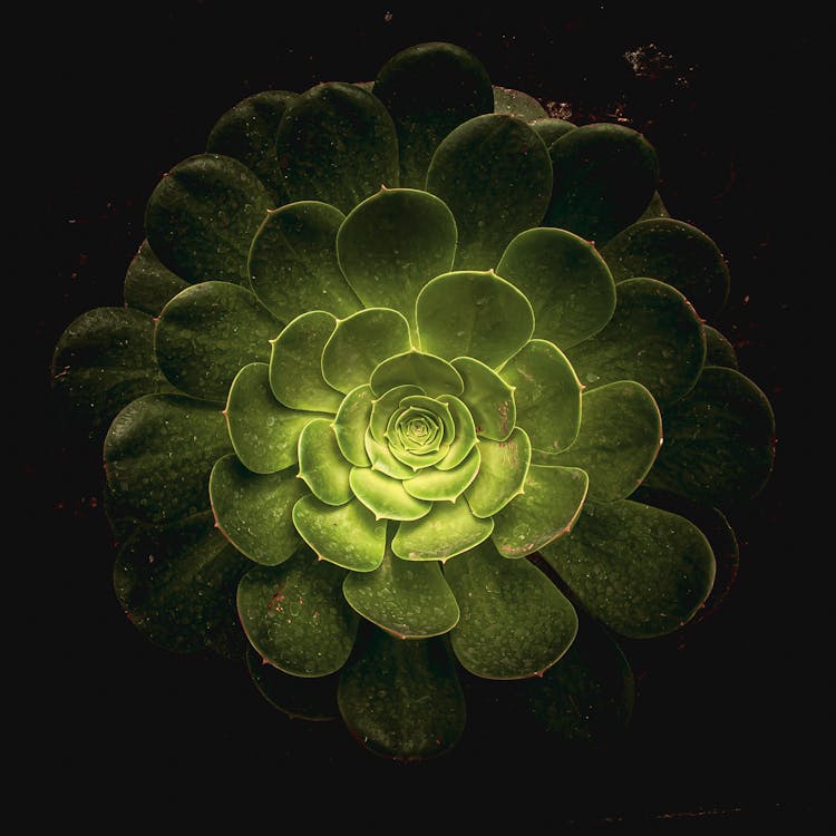 Tree Houseleeks Plant With Illuminating Center Of Rosette