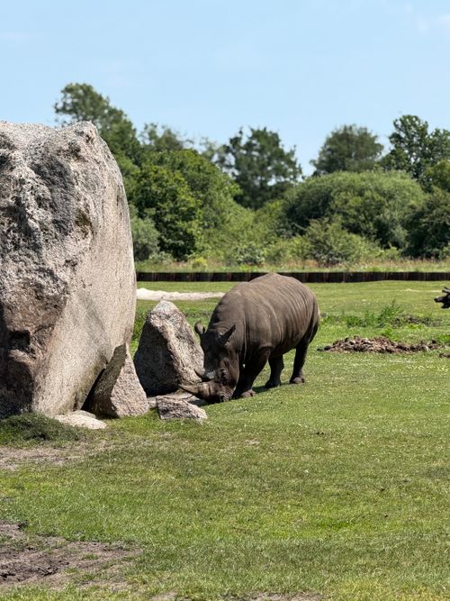 Free A rhinoceros grazes near boulders in a lush wildlife park on a sunny day in Denmark. Stock Photo
