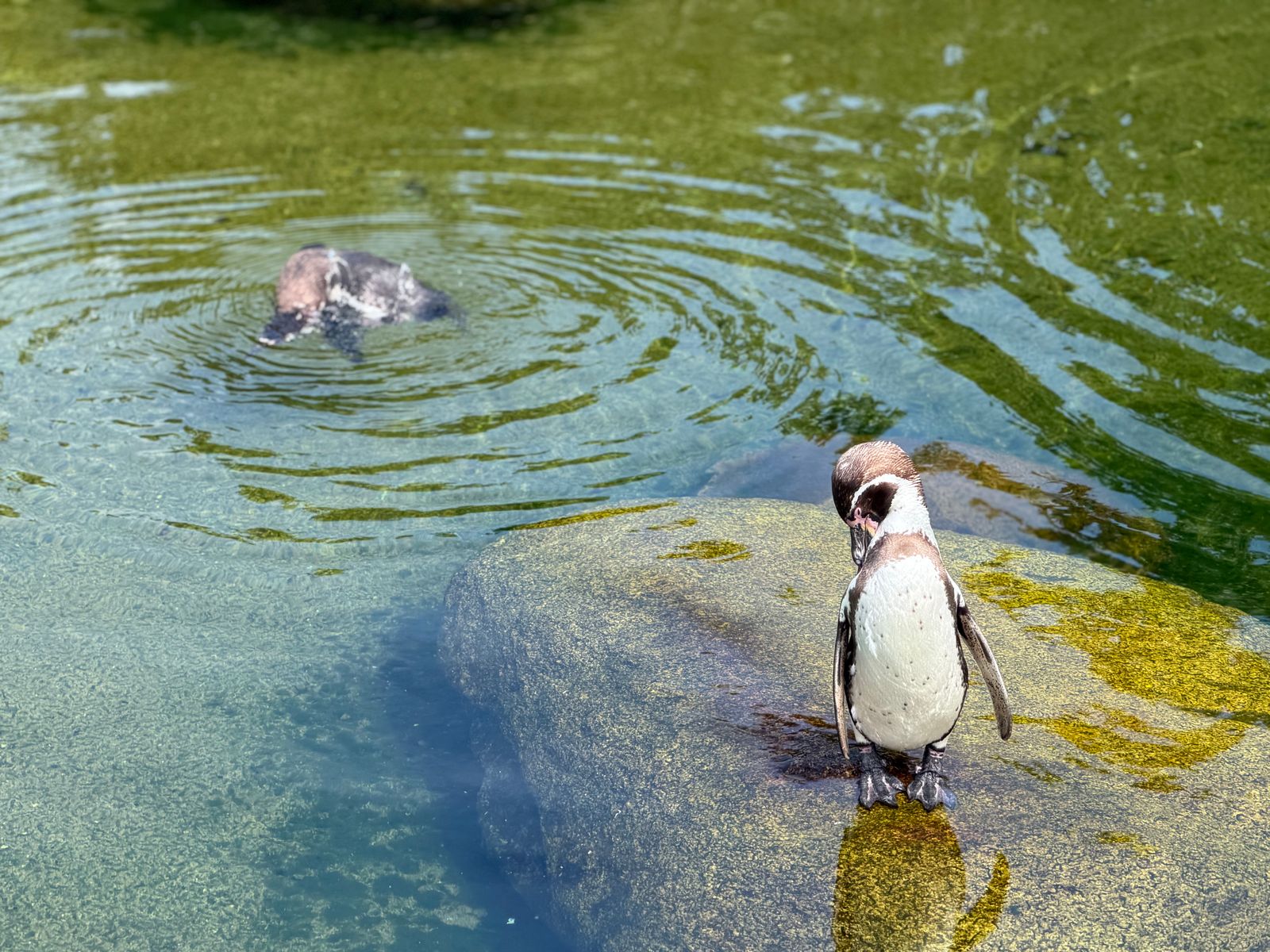 Het aquarium hoort bij de Zoo en redt een regendag