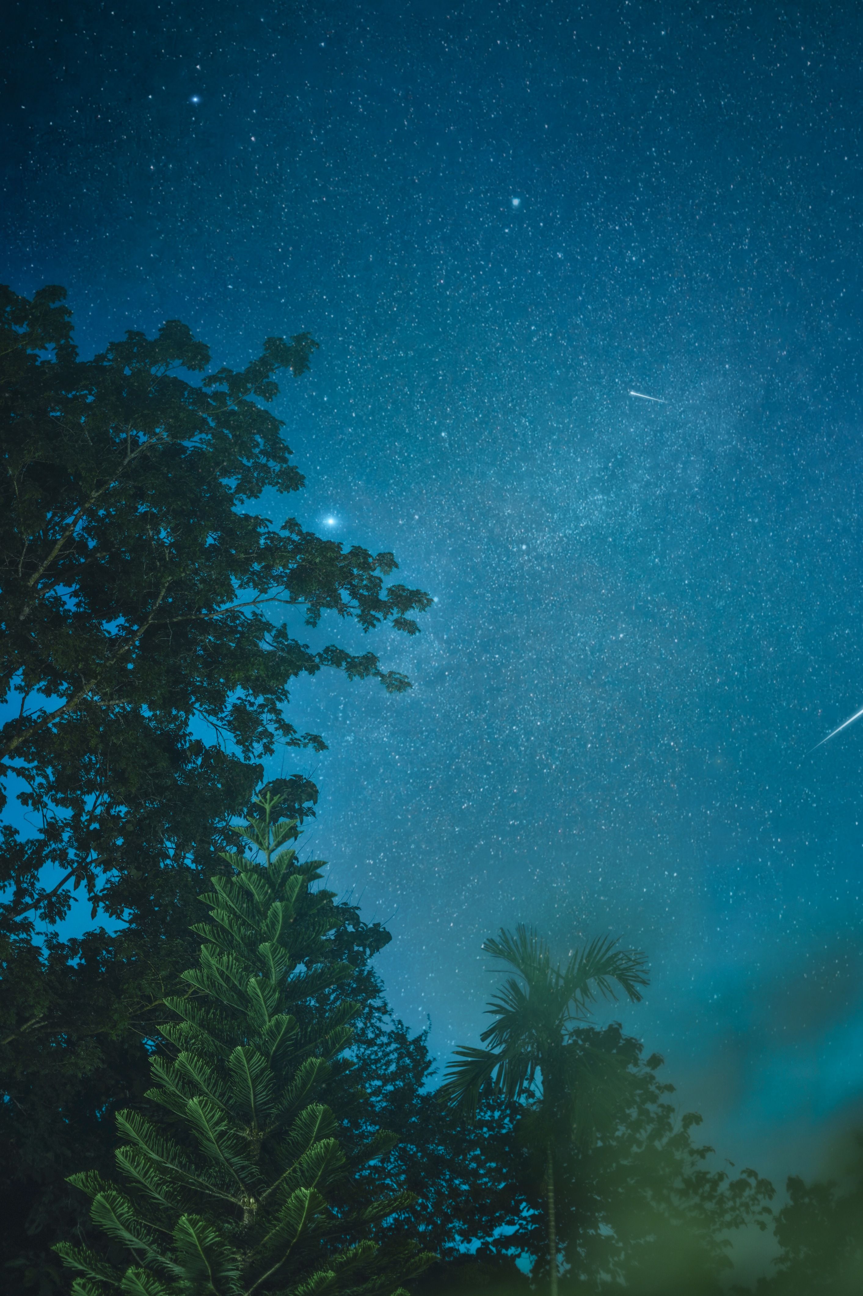 Beautiful starry night sky with tropical trees silhouetted in the foreground.