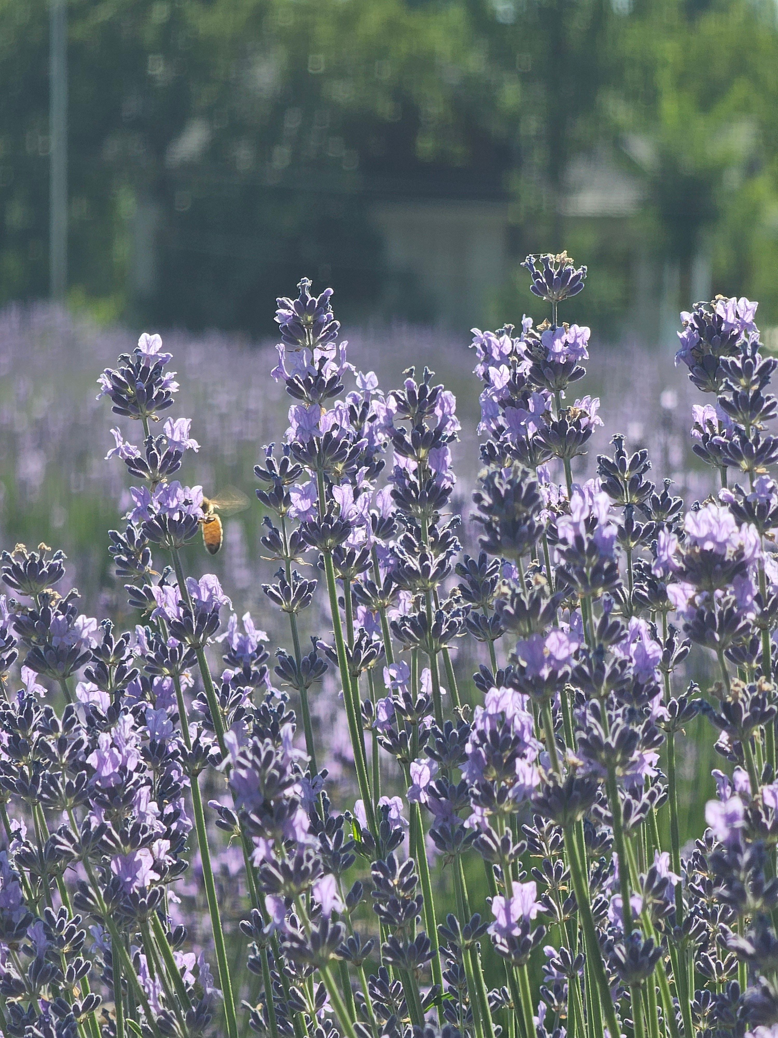 A summer scene of blooming lavender with a bee collecting nectar. Perfect for nature lovers.