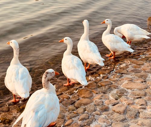Free Group of white geese standing on a cobblestone shore as the sun sets over the lake. Stock Photo