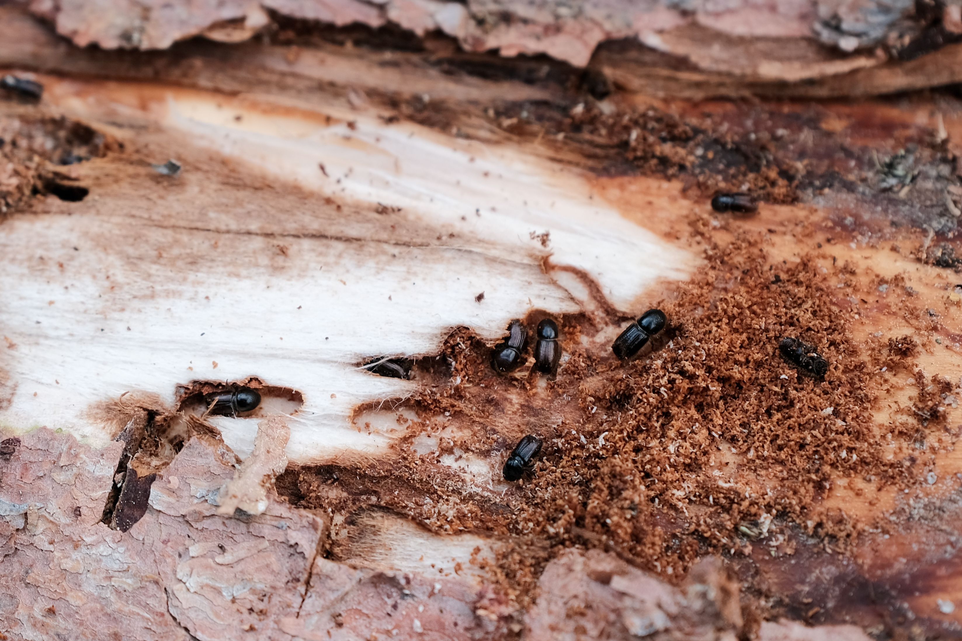 Detailed shot of beetles on damaged tree bark, showcasing natural infestation.