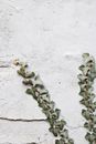 Green Ivy Leaves on White Wall