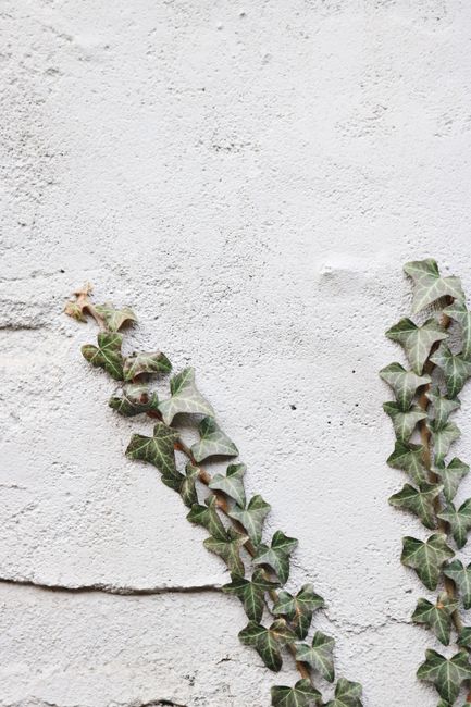 Two ivy branches elegantly climb a white concrete wall, exemplifying nature's resilience.