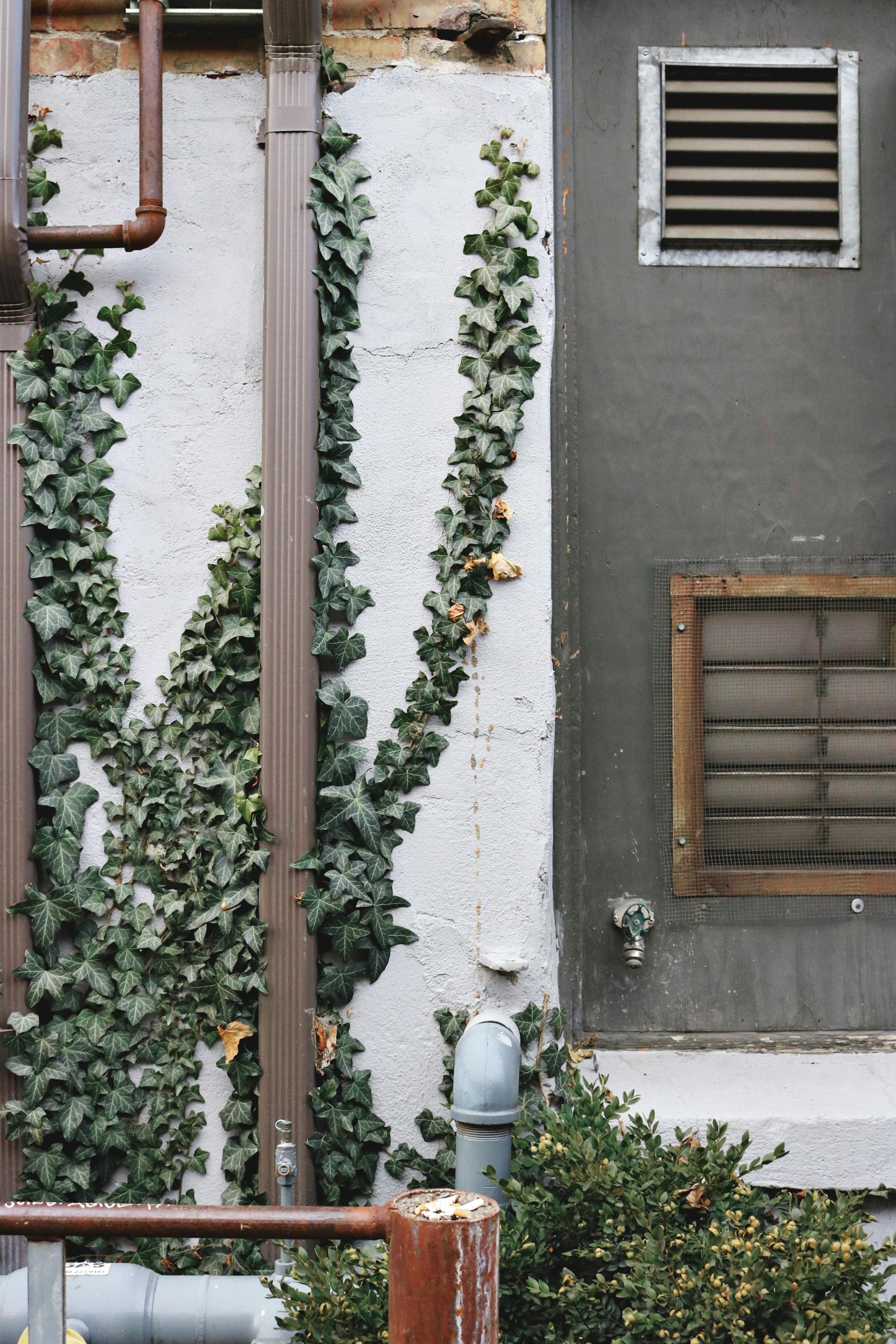 ivy on white wall