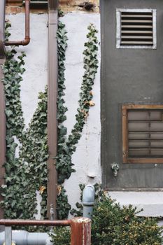 Ivy on White Wall