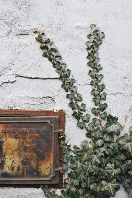 Close-up of rusty metal plate with green ivy vines on a cracked wall.
