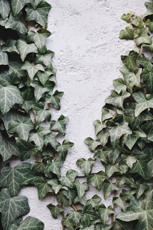 Free Green Leaves on White Concrete Wall Stock Photo