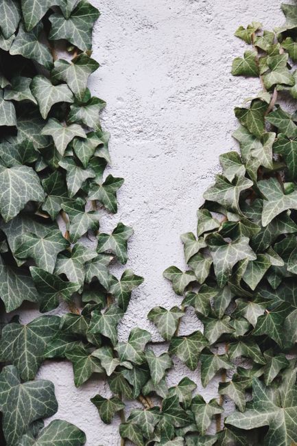 Close-up of lush ivy vines climbing a textured concrete wall, showcasing natural beauty.