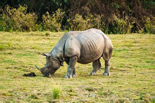 Chitwan jungle safari for rhinos — Nepal