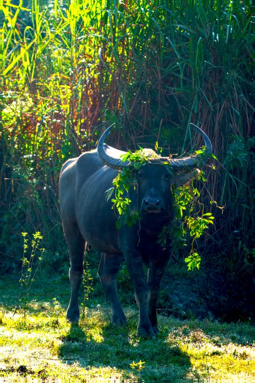Free Water buffalo in a sunlit field surrounded by vibrant greenery, adorned with foliage. Stock Photo