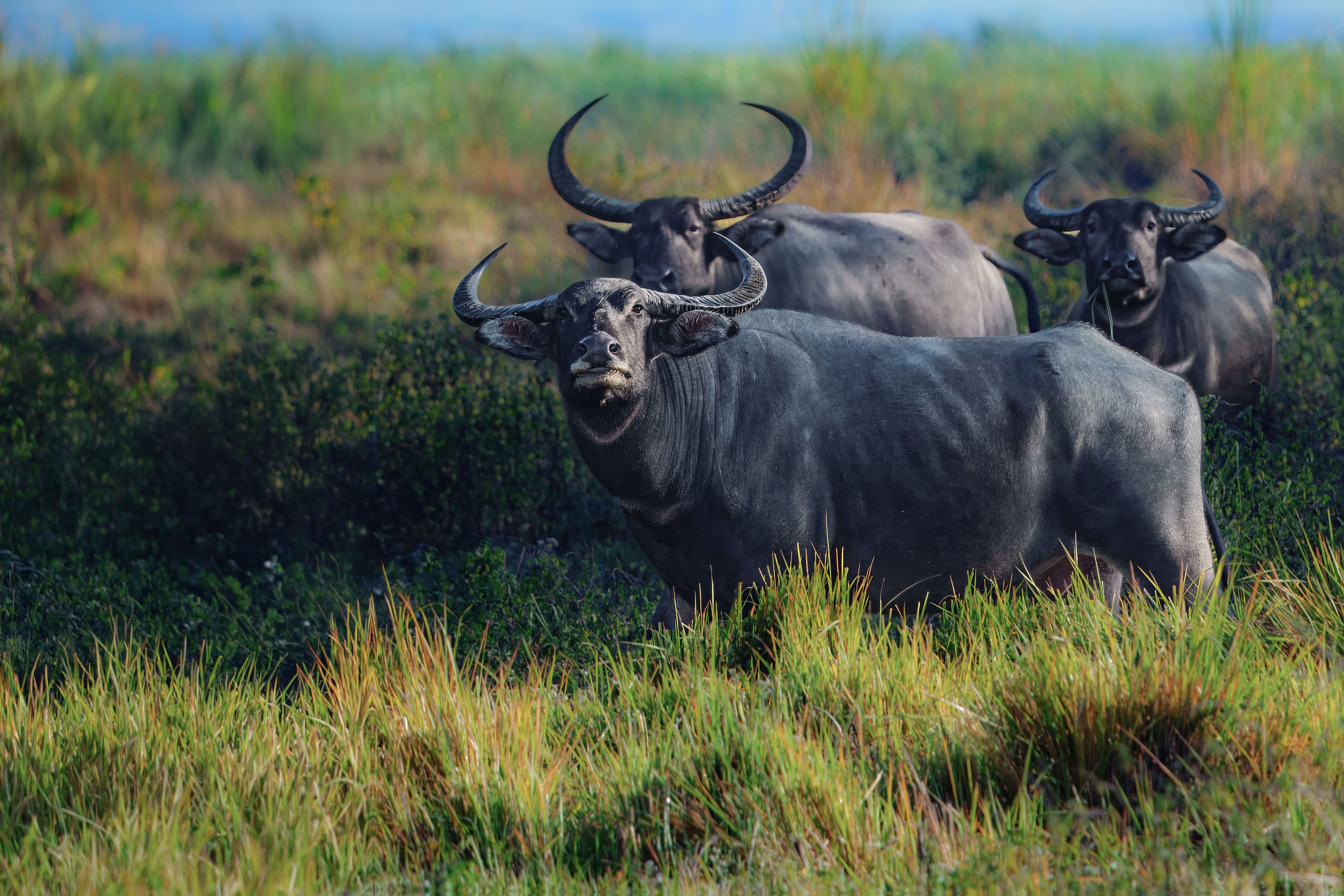 Capture of three water buffalos standing amid lush green vegetation under natural light.