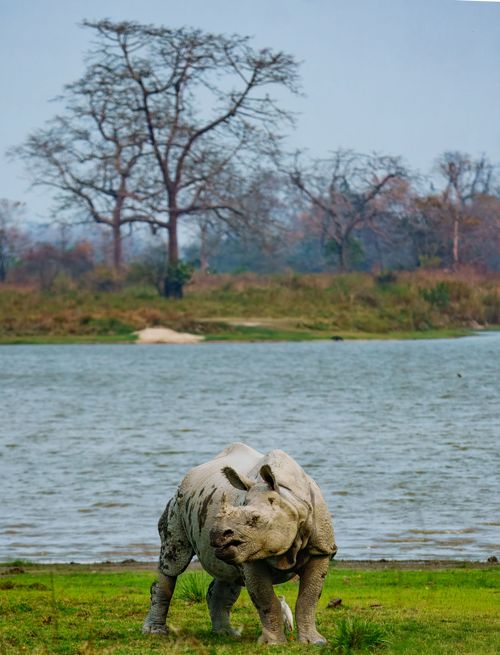 Free Indian rhinoceros by a riverbank surrounded by lush greenery and distant trees. Stock Photo
