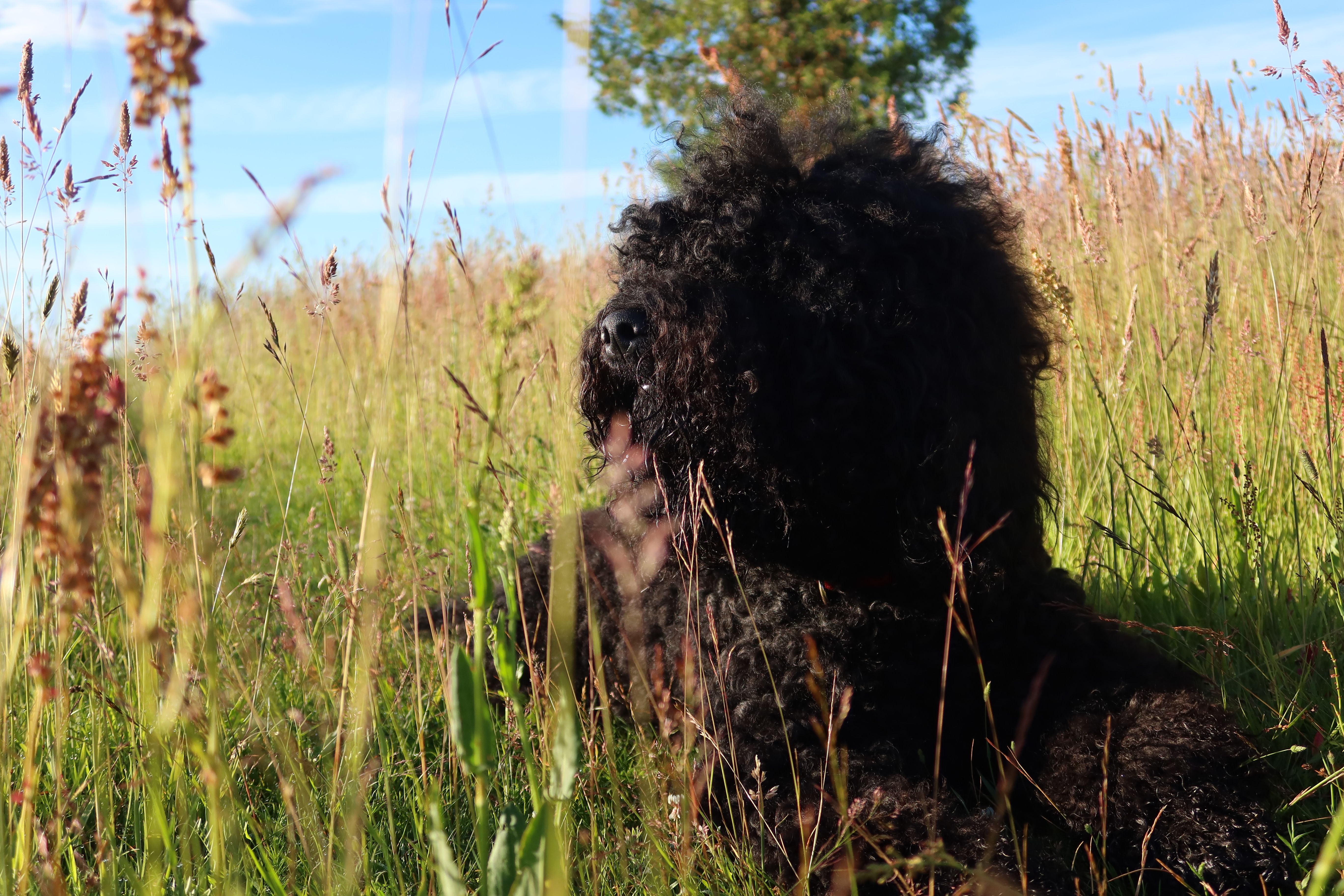 Barbet