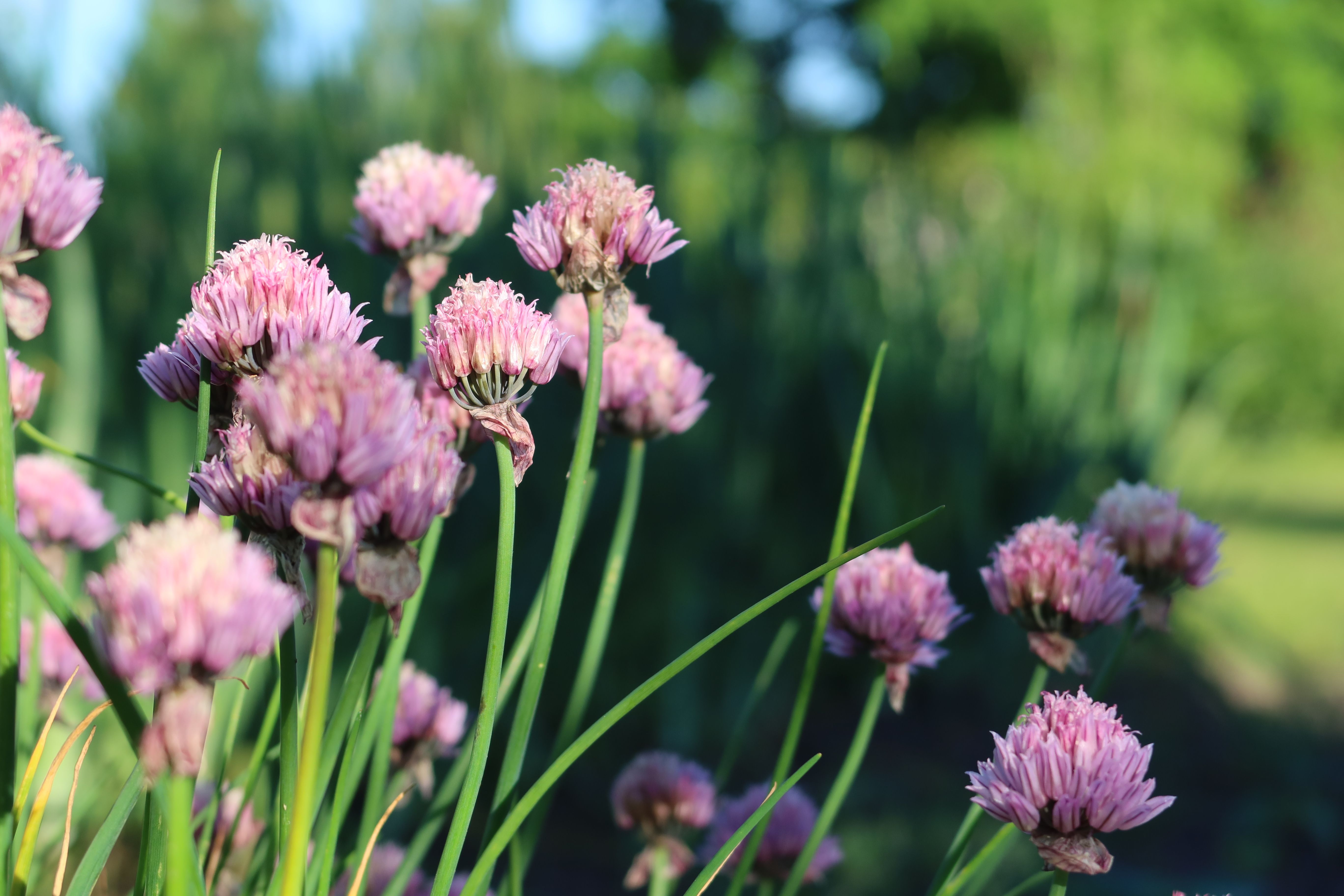 The gardening lessons I learnt this summer — Photo by Ilze Ļihačova on Pexels