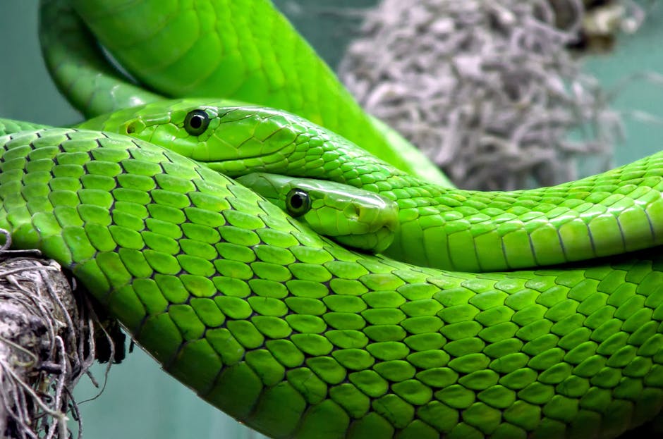 animal, green, green mamba