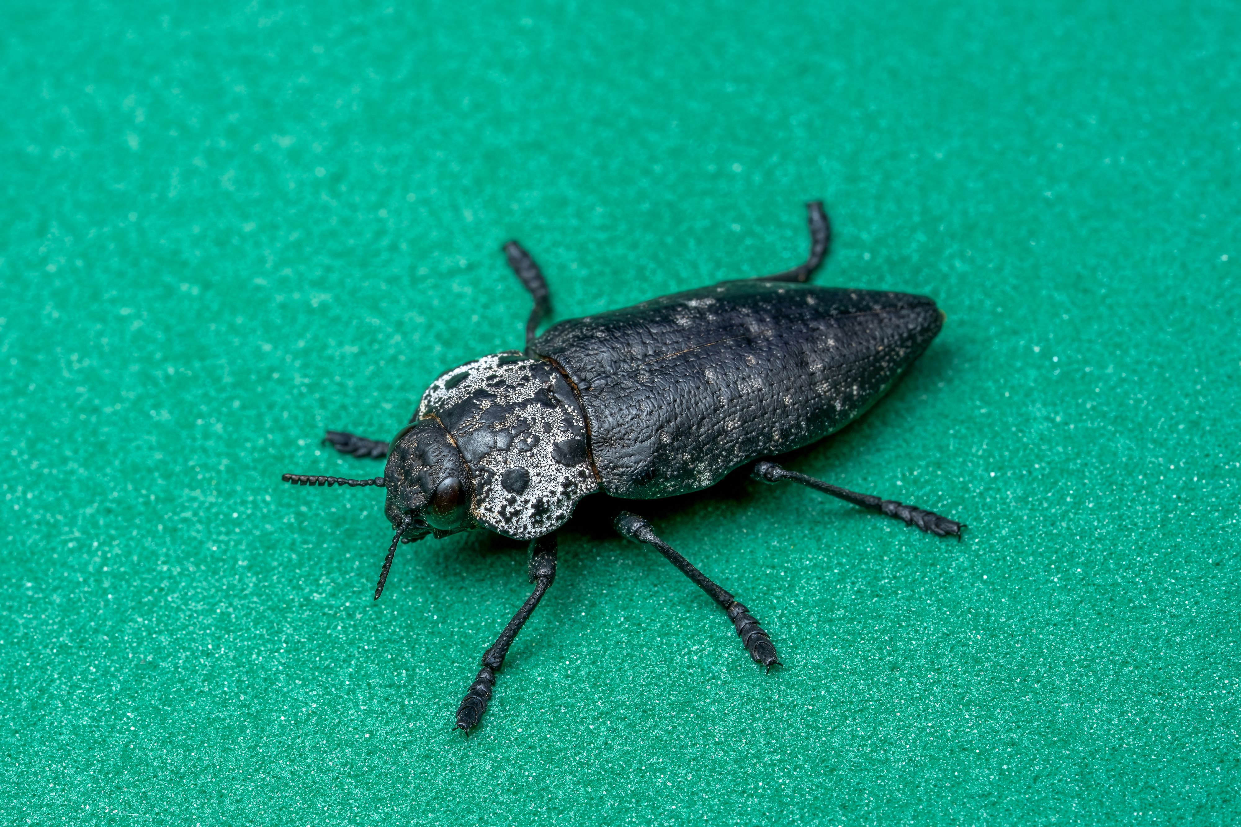 Detailed macro image of a black beetle on a green backdrop, showcasing intricate textures.
