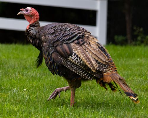 Free A wild turkey walking across a green lawn in Rocky Point, New York. Stock Photo