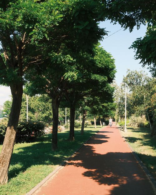 Free Charming park pathway lined with lush green trees on a sunny day. Stock Photo