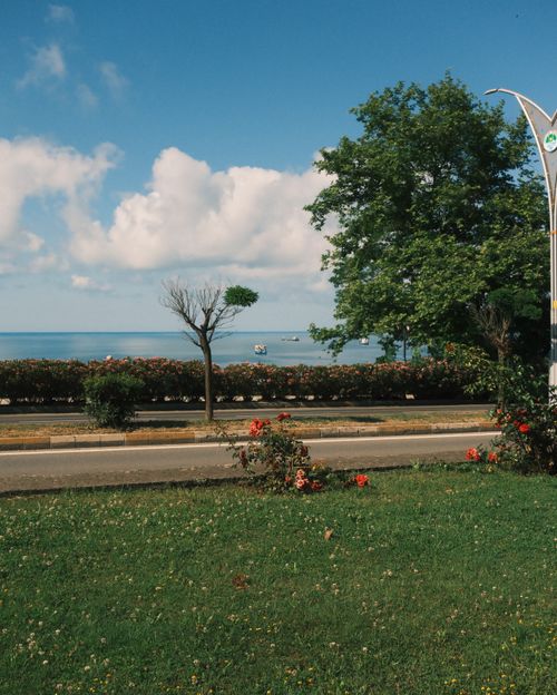 Free A tranquil coastal road lined with trees and flowers under a bright blue sky. Stock Photo