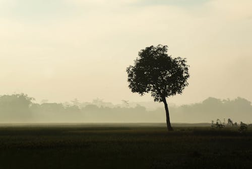 Silhouetted Tree on Grass Field in the Morning