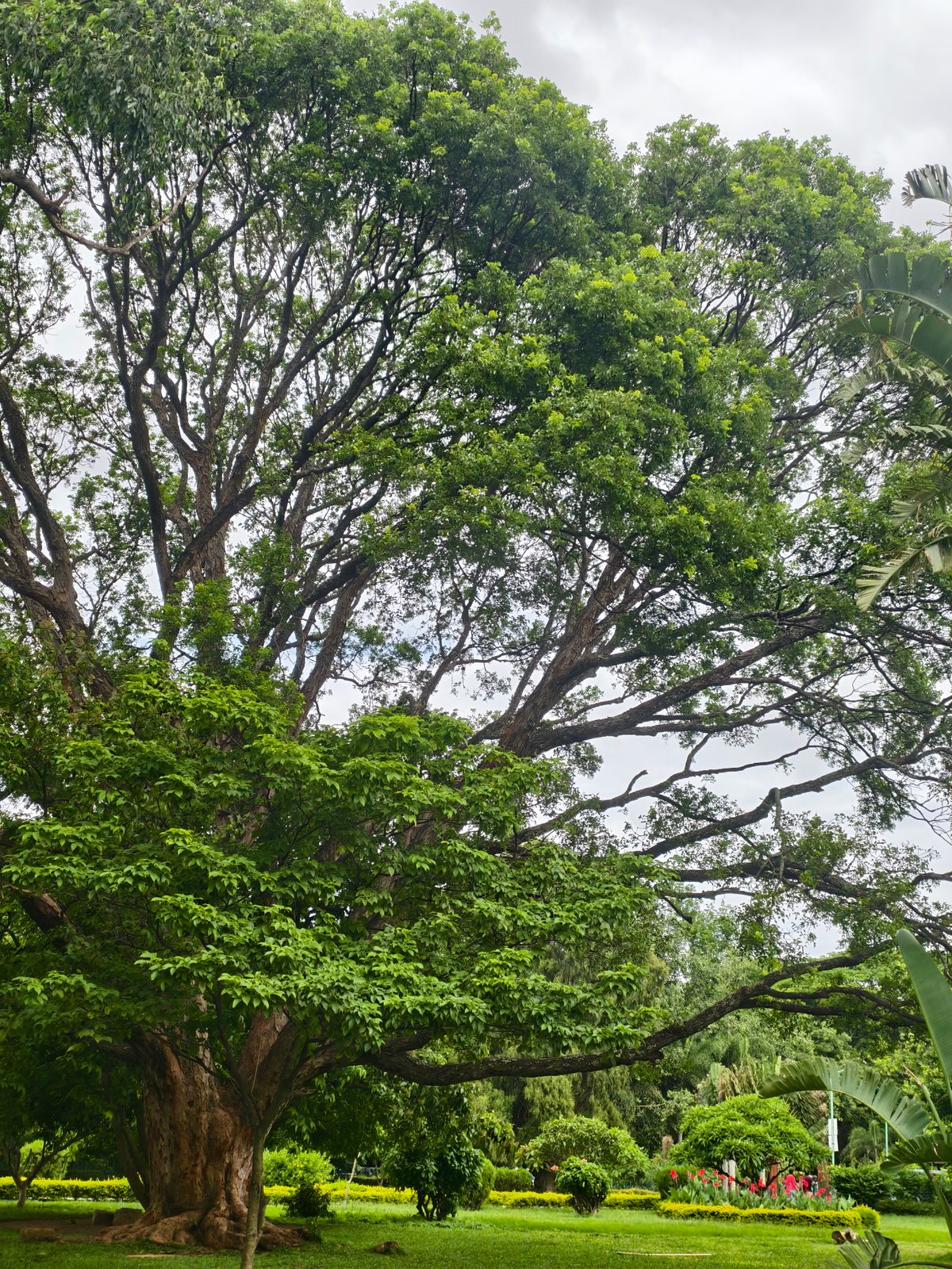 Feuillage et branches d’un arbre