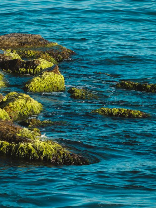Free Bright algae-covered rocks by the clear blue waters in Istanbul, capturing a serene summer seascape. Stock Photo