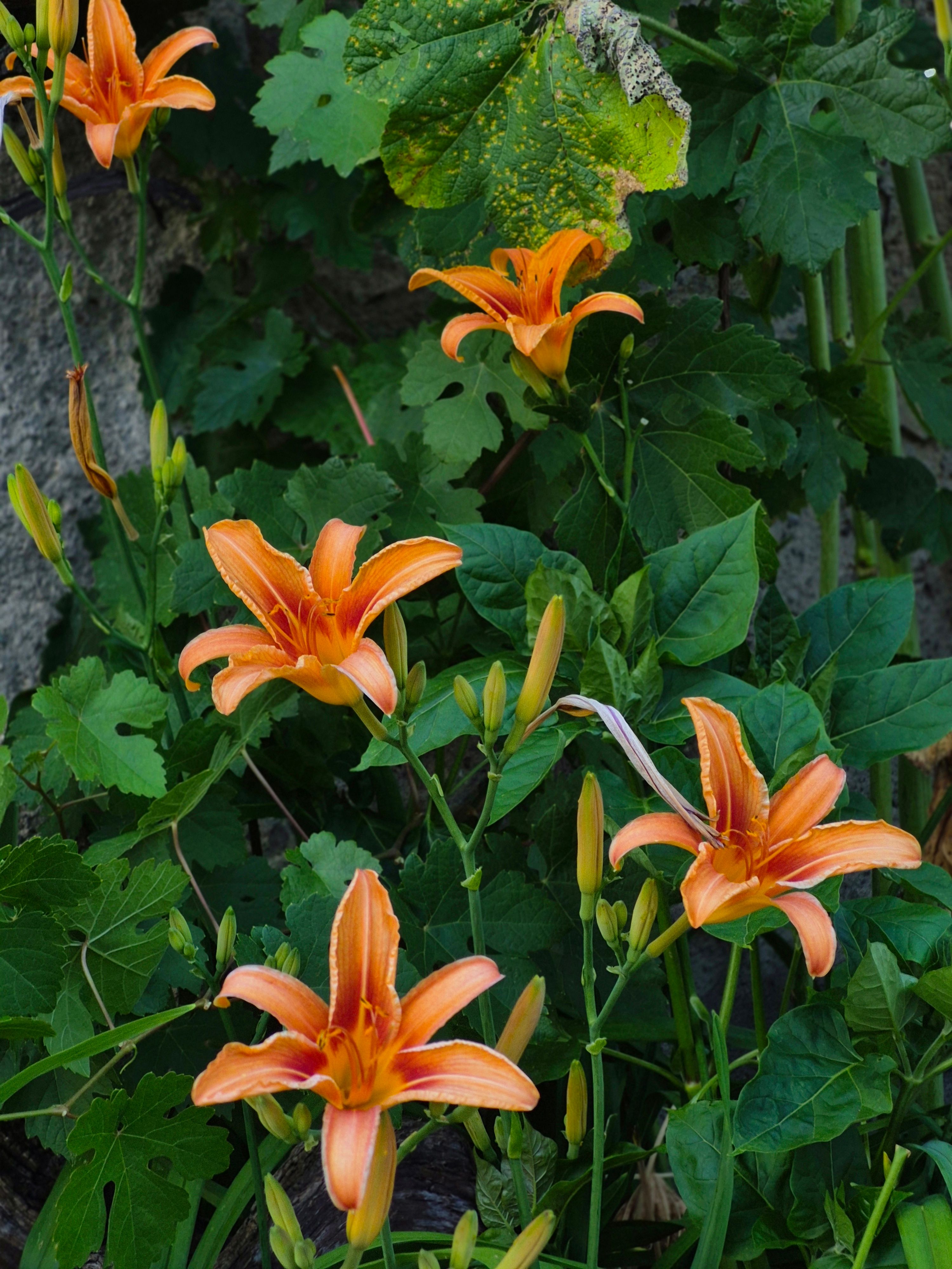 [ColoSach]-bright-orange-daylilies-bloom-amid-lush-green-foliage,-creating-a-vibrant-garden-scene.