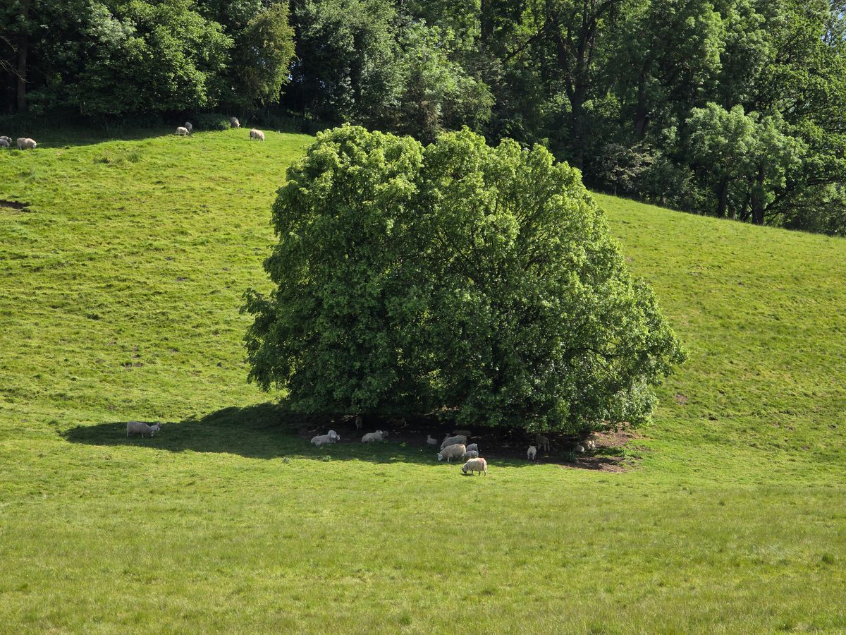 Fairspear Natural Burial Ground, Oxfordshire