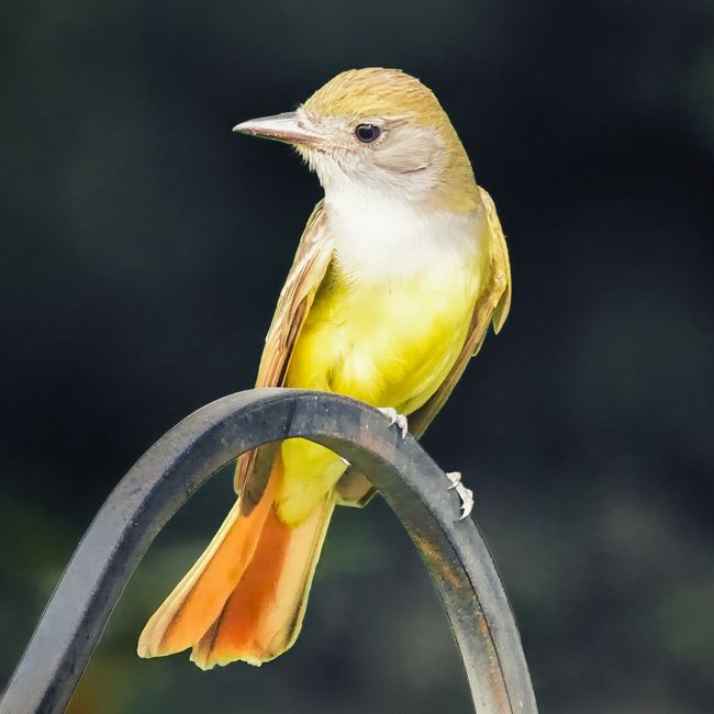 Close-up of a Great Crested Flycatcher in Darien, Connecticut.