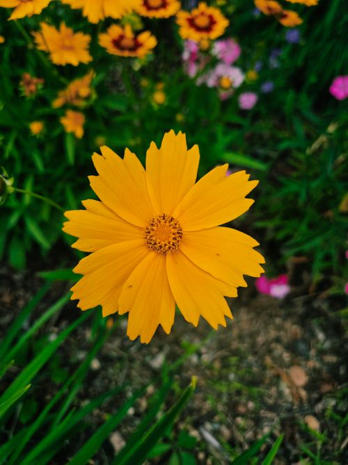 Free Close-up of a vivid yellow Coreopsis flower surrounded by greenery, capturing summer's vibrant beauty. Stock Photo