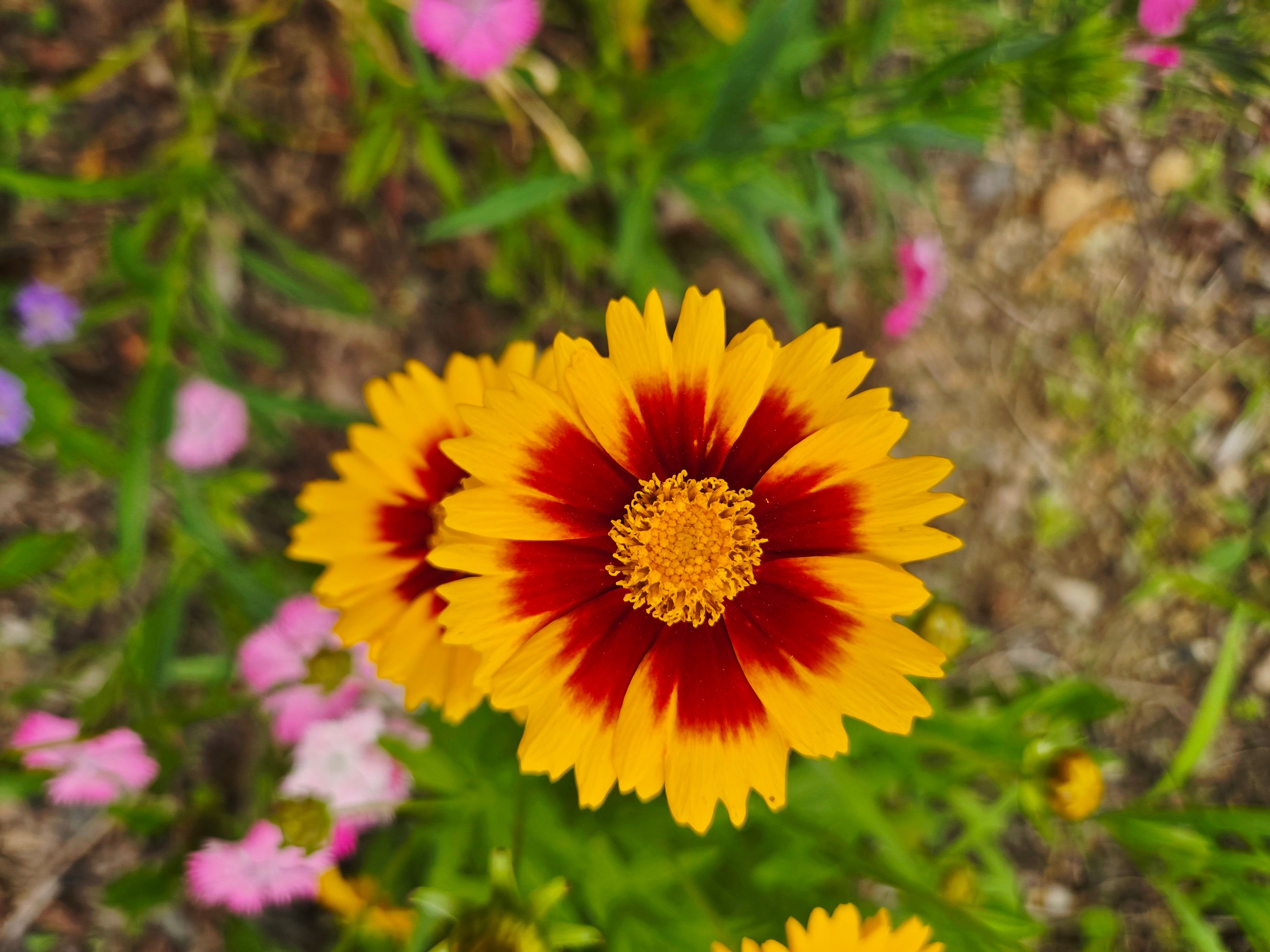 [ColoSach]-close-up-of-a-vibrant-red-and-yellow-coreopsis-flower-bloom-surrounded-by-greenery.