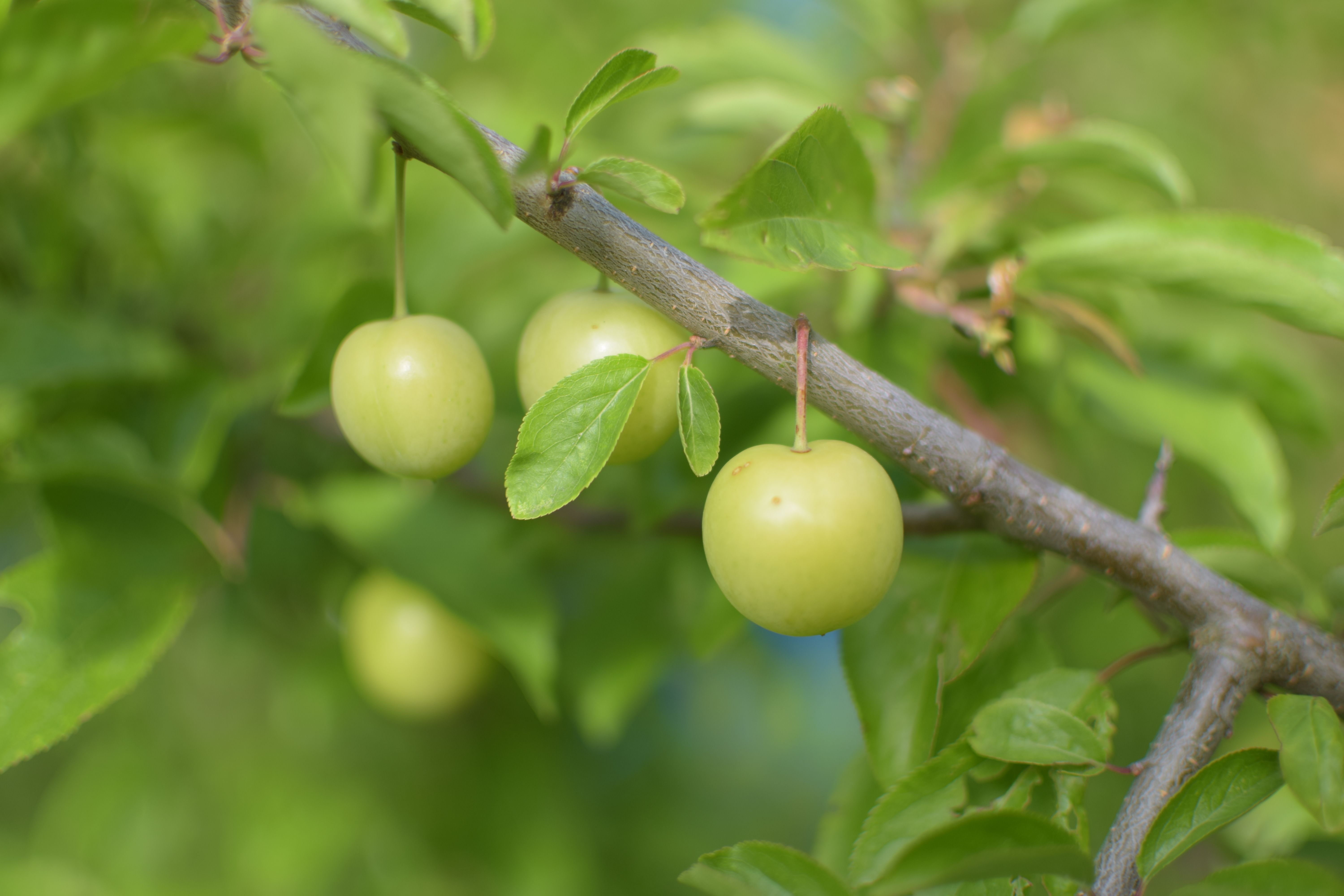 Green plums forming on spring branches — best timing for plum tree trimming in Surrey BC
