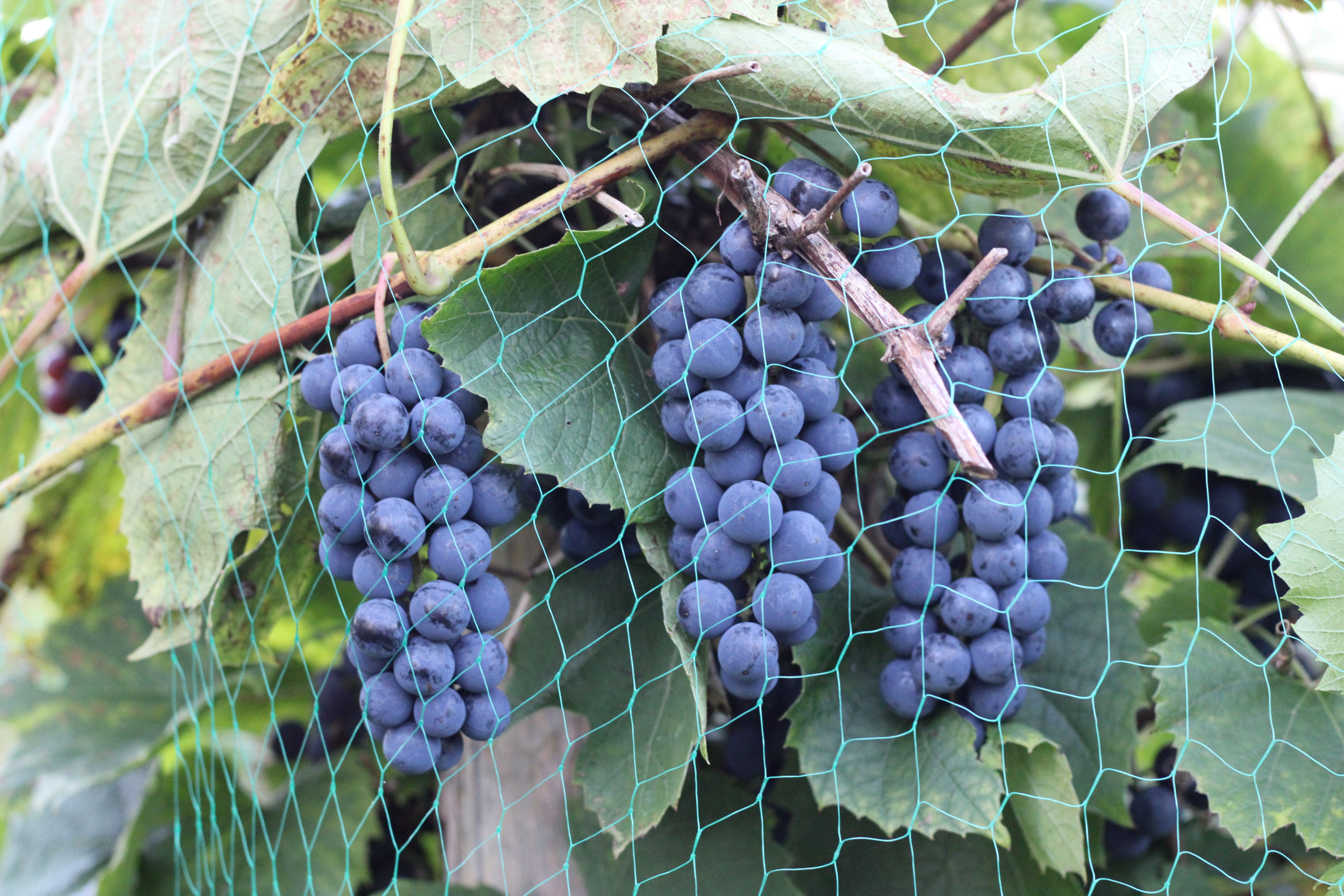 Close-up of purple grape clusters behind protective netting on a vine. Ideal for vineyard or agriculture themes. - Evidence evidence guide for grape-seed-exercise-recovery-meta-analysis